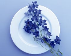 Tapeta Nature Flowers 597.jpg